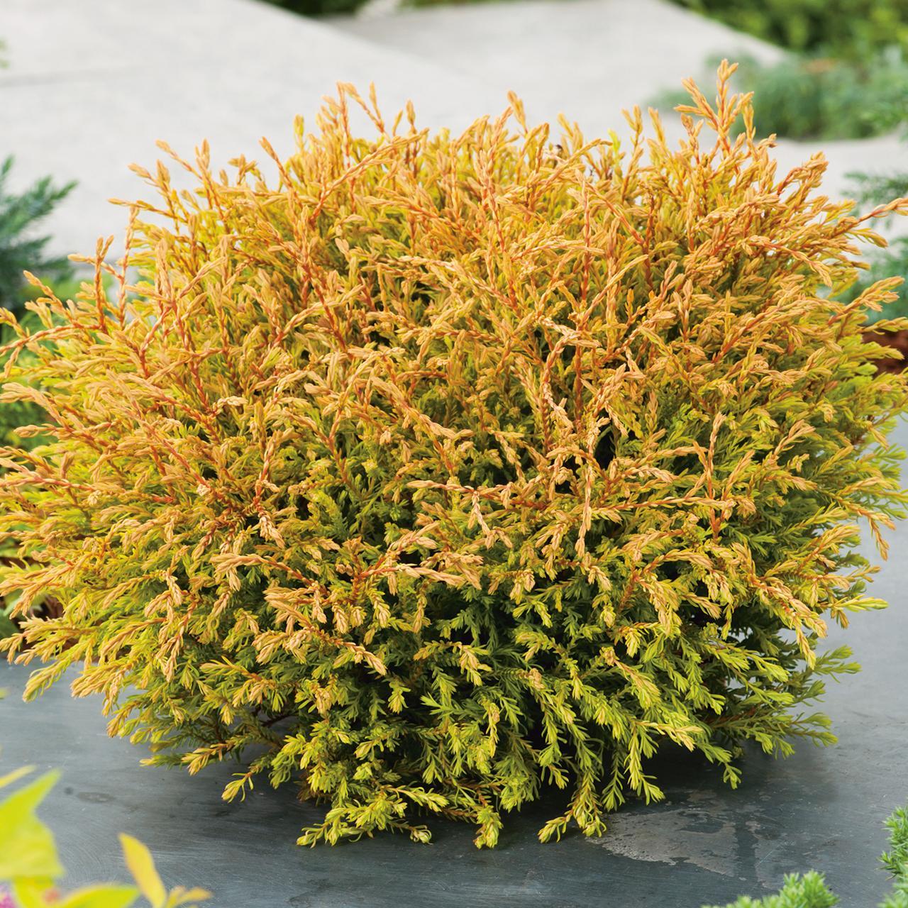 Thuja occidentalis 'Golden Tuffet'